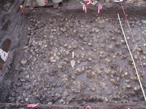 Ученые нашли в Канаде картофель возрастом 3,8 тыс. лет