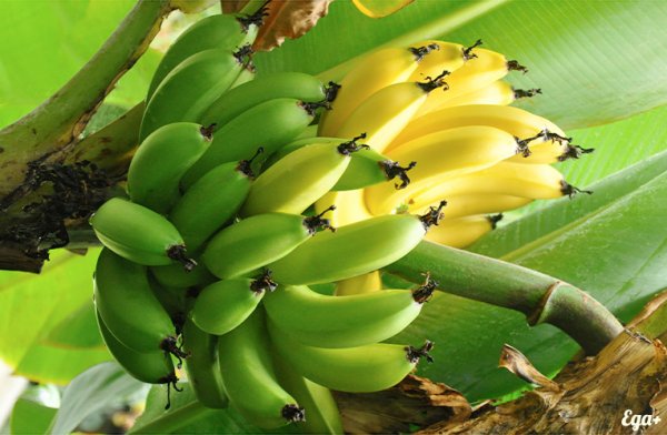 Ученые: Бананы способны бороться с вирусными заболеваниями