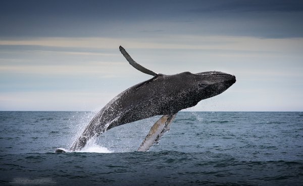 Ученые узнали, почему киты выпрыгивают из воды