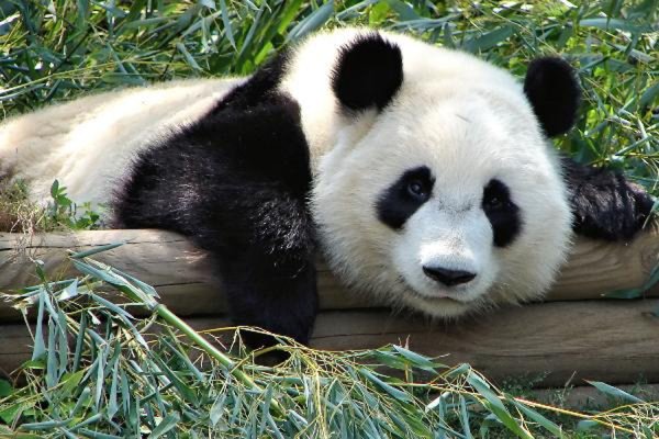 В Китае панда напала на человека и повредила ему конечности