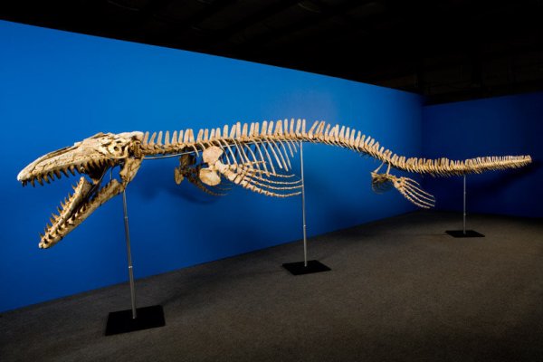 Окаменелости ихтиозавра нашли в русле реки Южного Техаса