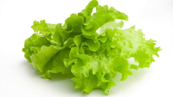 Листья салата из супермаркетов опасны для здоровья