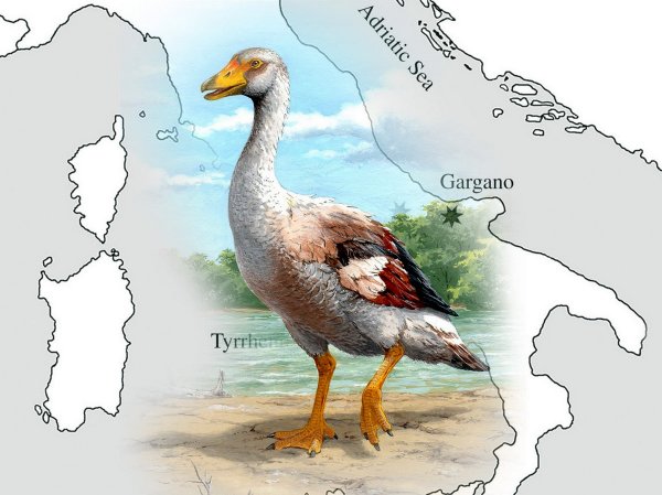 Итальянские археологи обнаружили останки древнего гуся