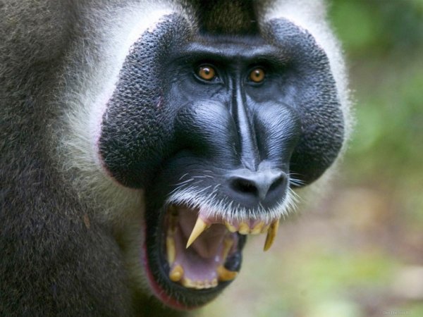 Бабуины уничтожают чужое потомство — Ученые
