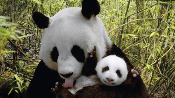 Заболевание поджелудочной железы привело к смерти панды с детенышем в зоопарке Шанхая