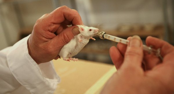 Никотин излечил лабораторных мышей от шизофрении