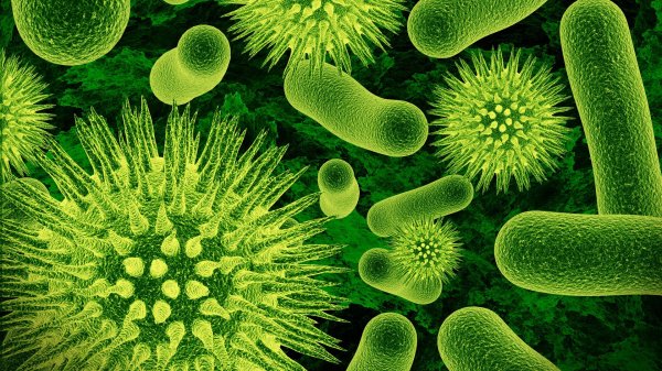 Специалисты: Микробы и микроорганизмы способны вызвать дождь
