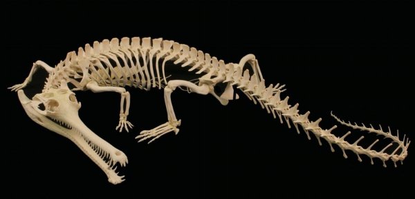 В Китае археологи нашли кости крокодила, которые существовали около трех тысяч лет назад