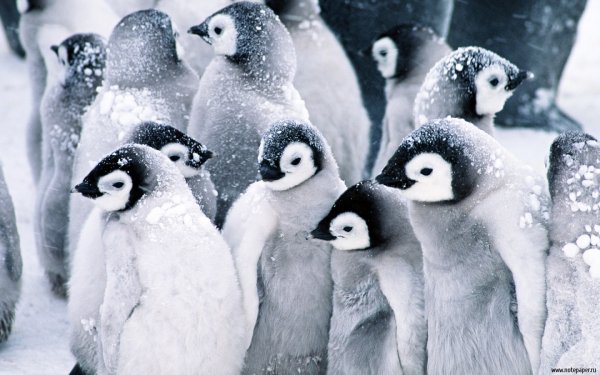 Ученые спустя 22 года работ выяснили, что едят пингвины
