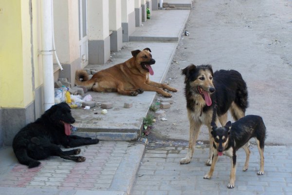 В Туле сотрудники по отлову собак случайно снотворным попали в человека