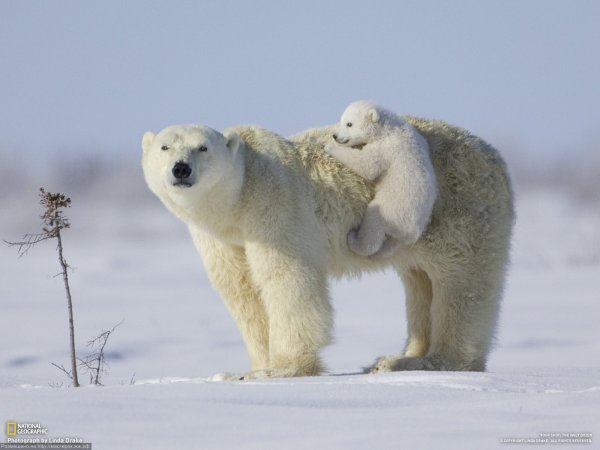 На Ямале российские ученые не смогли «приручить» белых медведей