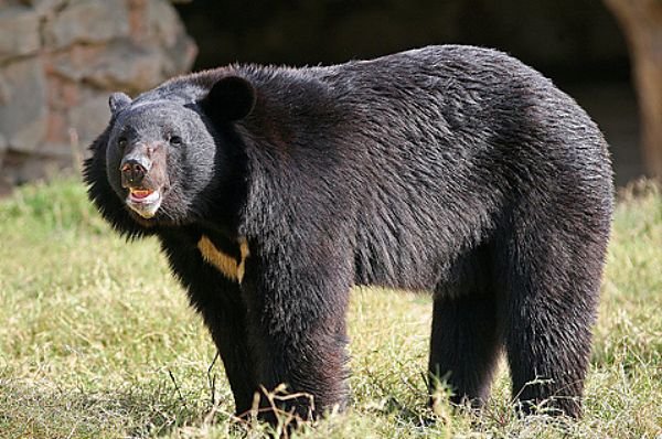 В Хабаровском крае учёные прогнозирую вымирание гималайских медведей