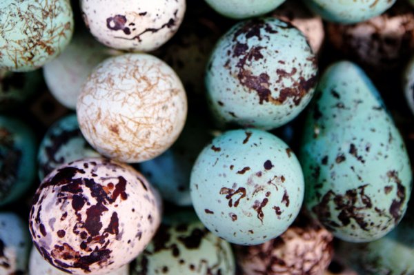 Специалисты рассекретили тайну необычной формы яиц кайры