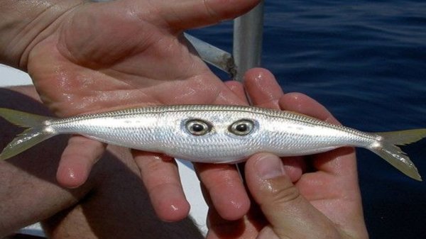 Американские рыбы мутировали из-за радиации с Фокусимы