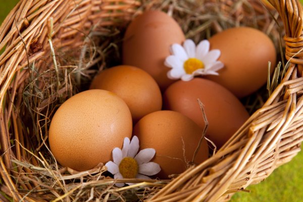 Ученые рассказали о малоизвестных свойствах куриных яиц