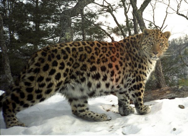 Беременная самка леопарда оказалась упитанным самцом