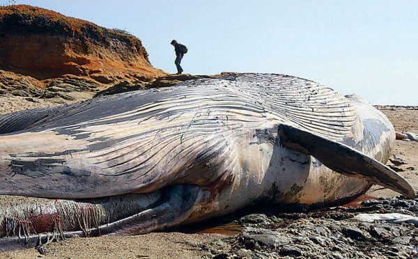 В Британии огромный кит был выброшен на скалы
