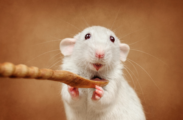 Ученые: Крысы смеются при помощи ушей