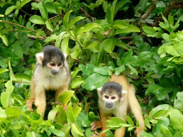 Затерявшегося в джунглях Боливии туриста спасла стая обезьян