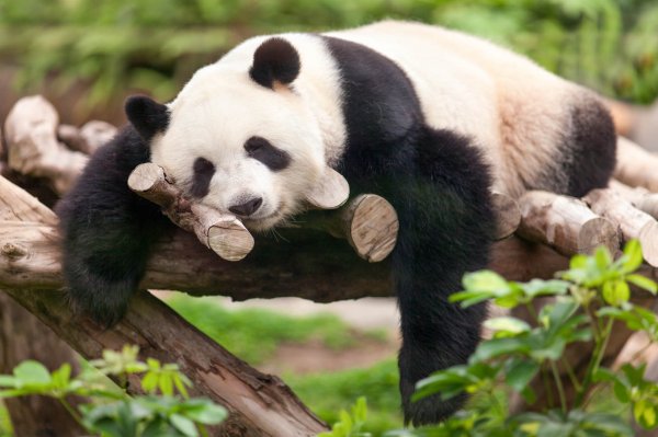 Выращенная в неволе панда погибла в дикой природе Китая