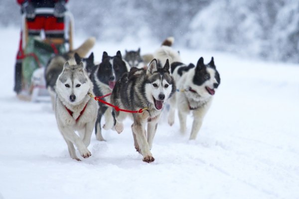 На Чукотке стартовала гонка на собаках «Надежда»