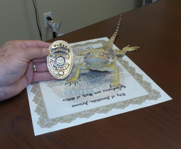 В Аризоне ящерица получила значок полицейского США