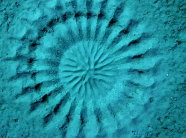 Ученые: Найдена разгадка таинственных кругов на дне Японского моря