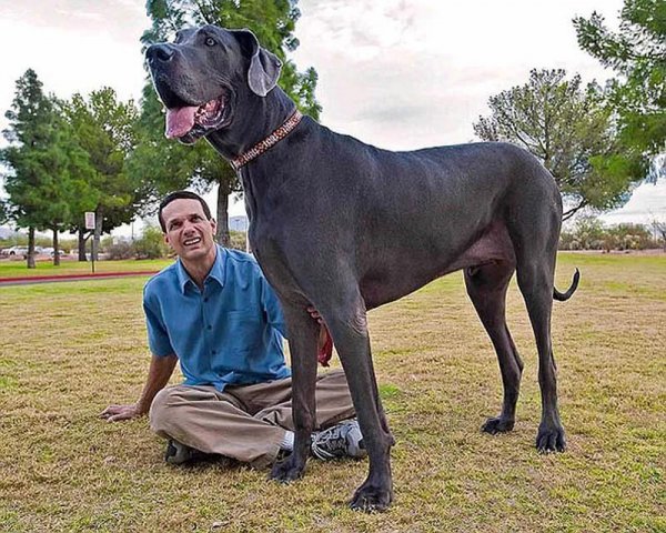 Самая большая собака в Англии весит 98 кг