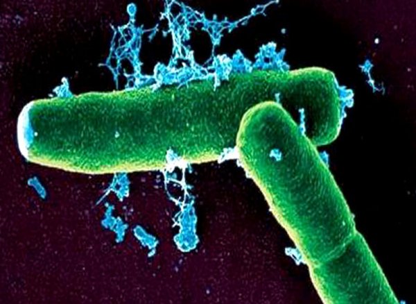 Туберкулезная палочка мутирует, превращаясь в "бессмертную" - ученые