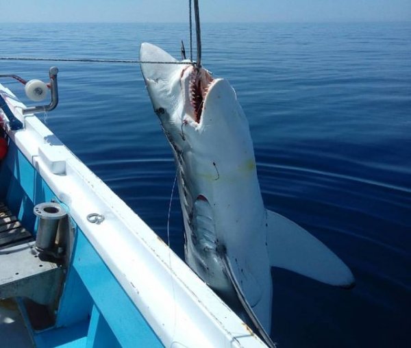 Рыбаки из Греции поймали 7-метровую акулу