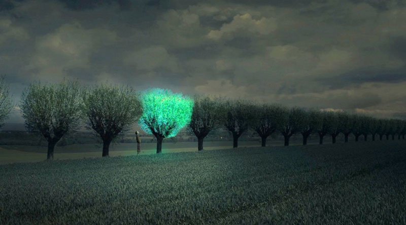 Ученые Китайская народная республика создали уникальные светящиеся растения для замены электрическому освещению