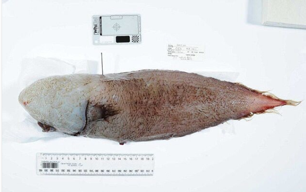 У побережья Австралии поймали считавшуюся вымершей рыбу без лица