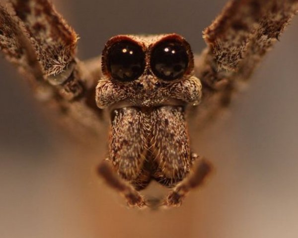 Ученые сопоставили морду паука Deinopis в зрелом возрасте с Джиперс Криперс