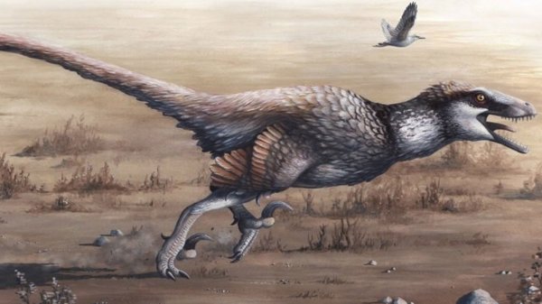 В Китае ученые нашли пернатого динозавра