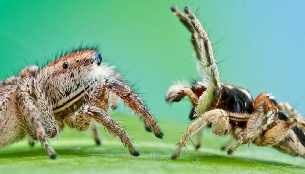 Ученые: Самцы пауков рискуют жизнью ухаживая на неправильными самками