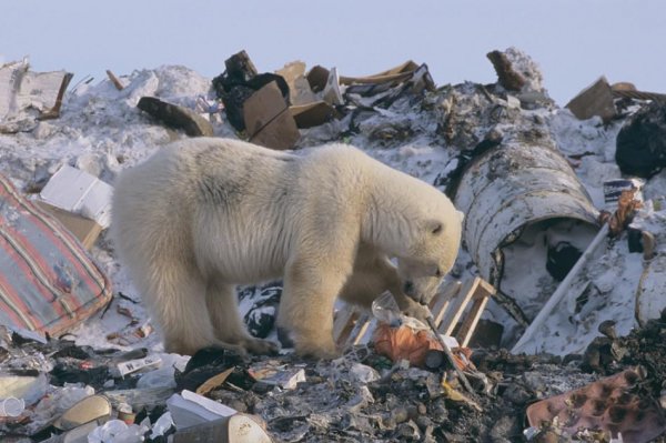 В Северном Ледовитом океане обнаружены два "острова" из пластиковых отходов