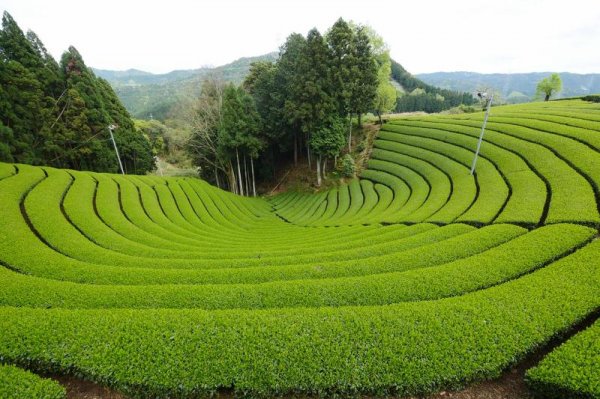 Чайные плантации тяжело переживают глобальное потепление – Ученые