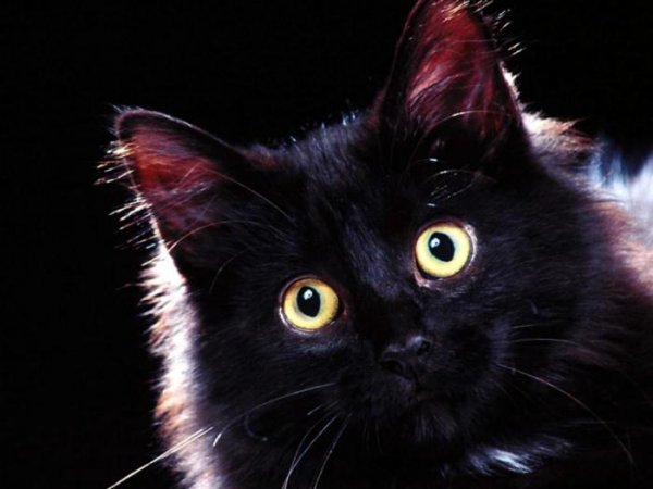 Ученые: Кошки чувствуют эмоции человека
