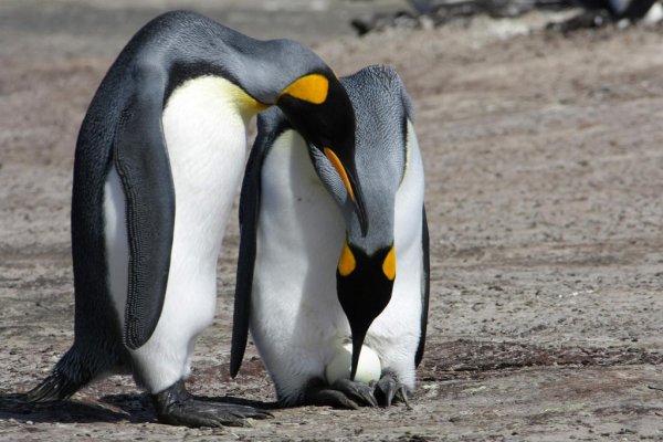 Ученые: Самки пингвинов могут заниматься проституцией