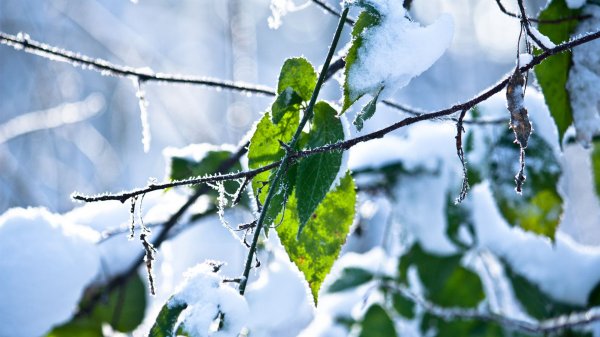 В Томской области снова зима: заморозки до -10 градусов