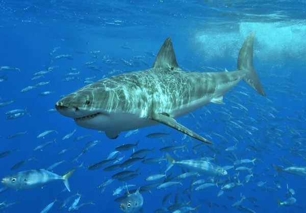 Рыбаки из Владивостока выудили большую белую акулу