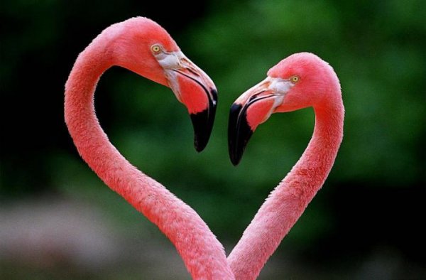 Ученые: Цвет оперения розовых фламинго зависит от их пищи