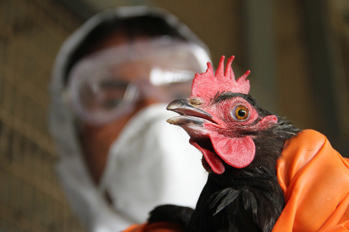 Россельхознадзор нашел в Крыму геном вируса птичьего гриппа в мясе из Ростова