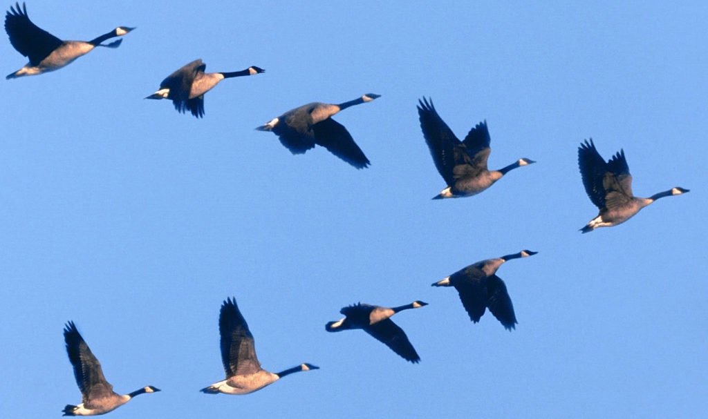В американском «Диснейленде» перелетные гуси обгадили посетителей