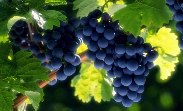 Медики: Виноград может спровоцировать расстройство желудка