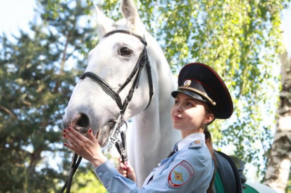 В Москве полиция приобретет орловских лошадей за 2 млн рублей