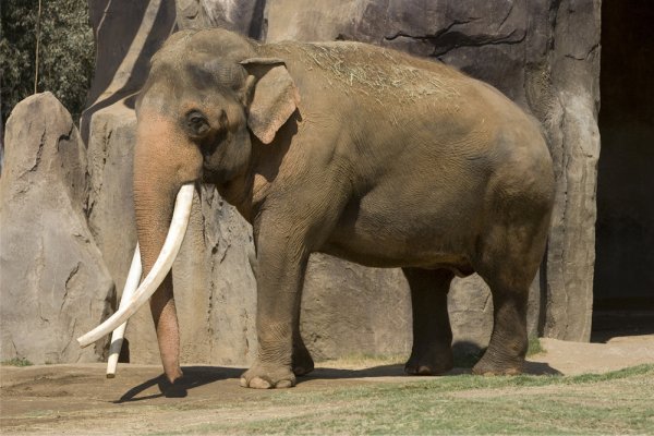 В Индии разъяренный слон не на шутку испугал людей