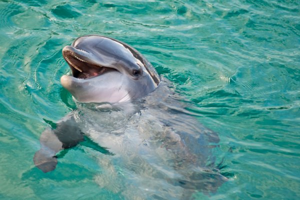 В Анапе дельфины выбросились на берег во время шторма