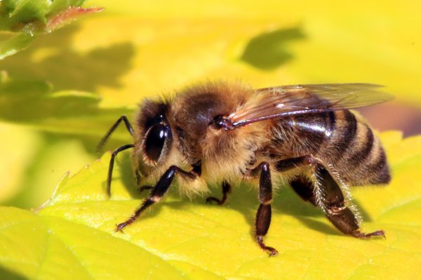 Молодой аспирант из Уфы разработал лекарство для лечения пчел