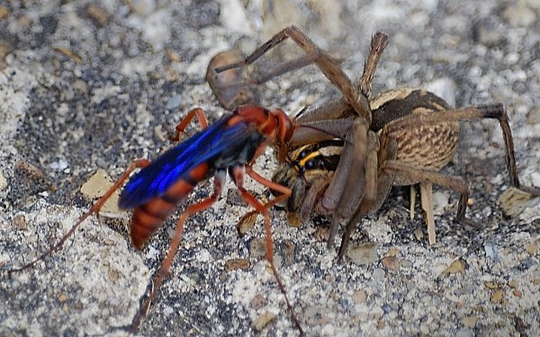 Ученые узнали, укус какого насекомого самый болезненный из всех